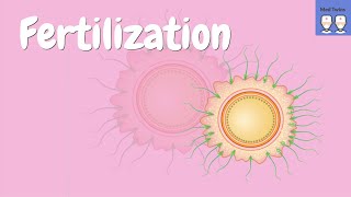 Fertilization physiology Acrosome reaction Zona pellucida ZP2 ZP3 Cortical granules PH20 [upl. by Atener]