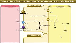 Tubular Reabsorption and Secretion in Intercalated cells [upl. by Letsirc]