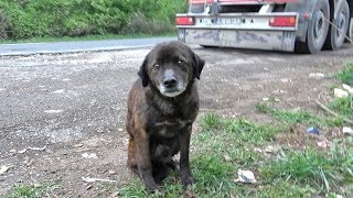 Saving This Homeless Dog Just Before A Rainstorm [upl. by Anaeel578]