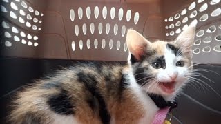 CUTEST Calico Kitten Meowing in Carrier [upl. by Notkcorb341]