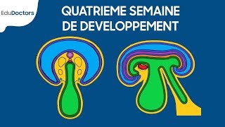 Quatrième semaine de développement  Embryologie générale [upl. by Grenier]