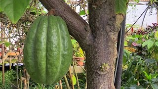 Growing Cocoa in Containers [upl. by Reid968]