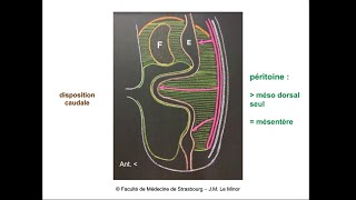 Anatomie générale du système digestif 1 [upl. by Hooker]