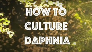 How To Culture Daphnia Magna [upl. by Gnehp]