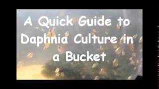 How to culture daphnia outside [upl. by Huxham]