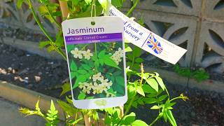 Planting Jasmine Officinale Clotted Cream amp Building a DIY Trellis  UK [upl. by Leotie]