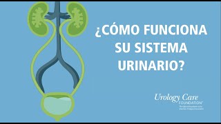 ¿Cómo Funciona Su Sistema Urinario  Urology Care Foundation [upl. by Ylak]