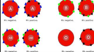 GRUPOS SANGUINEOS ABO Y Rh [upl. by Aidaas]