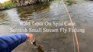 Wild Trout On Split Cane Scottish Small Stream Fly Fishing [upl. by Cyd172]