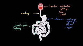 À la découverte du tube digestif [upl. by Macilroy500]