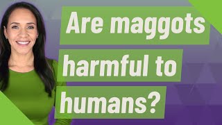 Are maggots harmful to humans [upl. by Bekha]