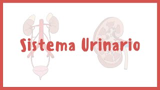 ANATOMÍA  Sistema urinario riñones vejiga uretra y uréteres  Blasto Med [upl. by Abocaj]