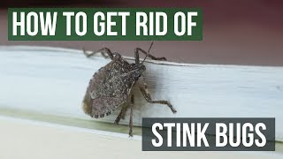 How to Get Rid of Stink Bugs 4 Easy Steps [upl. by Branden]