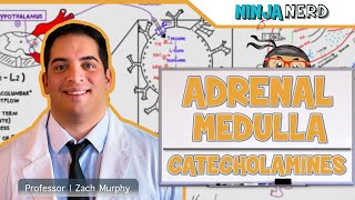 Endocrinology  Adrenal Medulla  Catecholamines [upl. by Alexine349]