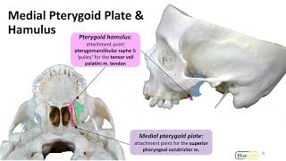 Infratemporal Fossa LO  Pterygoid Plates [upl. by Ime]