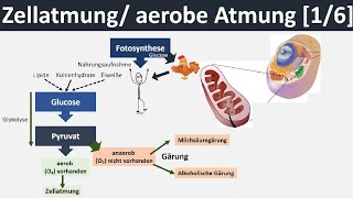 Zellatmung  aerobe Atmung  Überblick amp Zusammenfassung 16  Biologie Oberstufe [upl. by Gerkman]