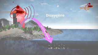 Océans puits de carbone [upl. by Eddina]