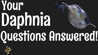 Daphnia Questions Answered [upl. by Horatio288]