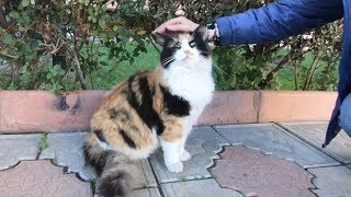 Fluffy calico cat is so cute [upl. by Ellehsat]