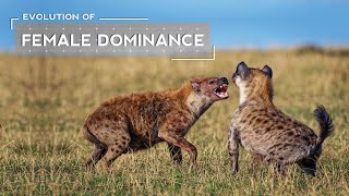 How Female Dominance Evolved in Hyenas [upl. by Ycart639]