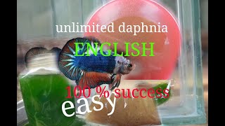 daphnia moina culture Easy way Unlimited production English  with sub Green water Chlorella [upl. by Nylyahs]