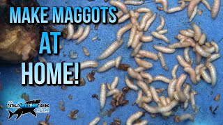 How to make Maggots at Home  TAFishing [upl. by Swinton501]