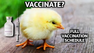 Should You Vaccinate Your Chickens  FULL CHICKEN VACCINATION SCHEDULE [upl. by Leamiba]