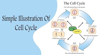 Cell Cycle شرح بالعربي [upl. by Sane]