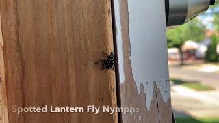 What are the small black bugs with white dots Philadelphia and Lansdowne  PA [upl. by Alihs748]