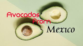 Avocados from Mexico meme [upl. by Gloria329]