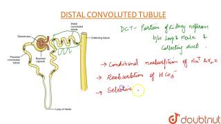 DISTAL CONVOLUTED TUBULE DCT [upl. by Hasina]