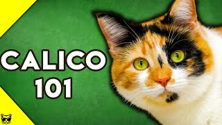 Calico Cats 101  Everything You Need To Know About Calico Cats [upl. by Aisatal]