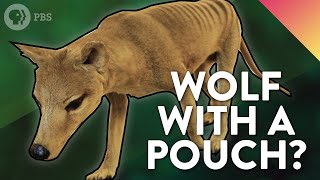 The Strange Evolutionary Story of the Thylacine [upl. by Norine]