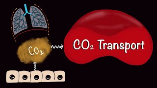 CO2 Transport  Carbondioxide Transport  Respiratory Gas Exchange  Respiratory Physiology [upl. by Elstan]