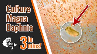 How to culture DAPHNIA MAGNA  The easy way [upl. by Lubba]