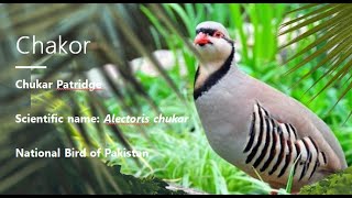 Chakor National Bird of Pakistan [upl. by Hannover]