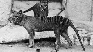 Focus on Species Thylacine Thylacinus cynocephalus [upl. by Morven]