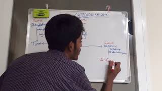 Catecholamines their synthesis and metabolism [upl. by Eillil]