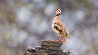 chakor ki awaz  chukar partridge [upl. by Nirraj]