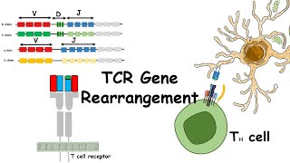 TCR gene rearrangements [upl. by Heinrick]