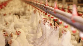 Water Disinfection in the Poultry Industry [upl. by Vorster]