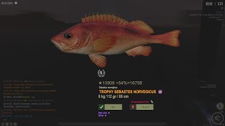 Fisher Online sebastes norvegicus trophy spot 2022 04 30 [upl. by Almond373]