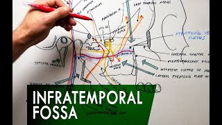 The Infratemporal Fossa  Boundaries amp Contents  Anatomy Tutorial [upl. by Norrabal]