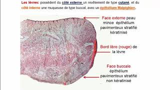 Histologie de lappareil digestif  Pr A Fakhri [upl. by Rieger940]