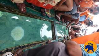 Andaman Dolphin Glass Boat Ride [upl. by Nivek]