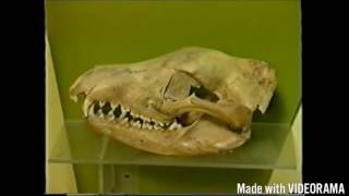 Thylacine Tasmanian Tiger Documentary [upl. by Ball82]