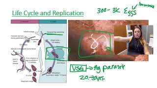 Schistosomiasis [upl. by Nwhas575]