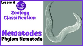 What are Nematodes  Phylum Nematoda [upl. by Lrak]