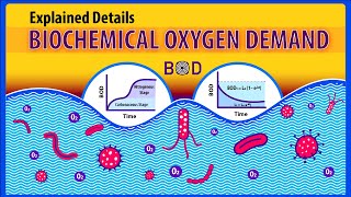 Biochemical Oxygen Demand BOD Explained details Animation [upl. by Othella]