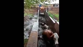 KZN farmer demonstrates cattle dipping process [upl. by Nalyorf]